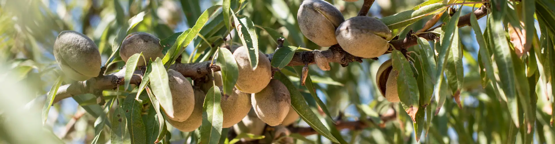 Biodiversity Almond